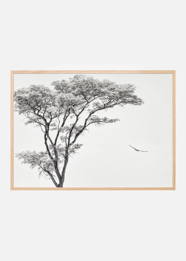 the African eagle Plagát