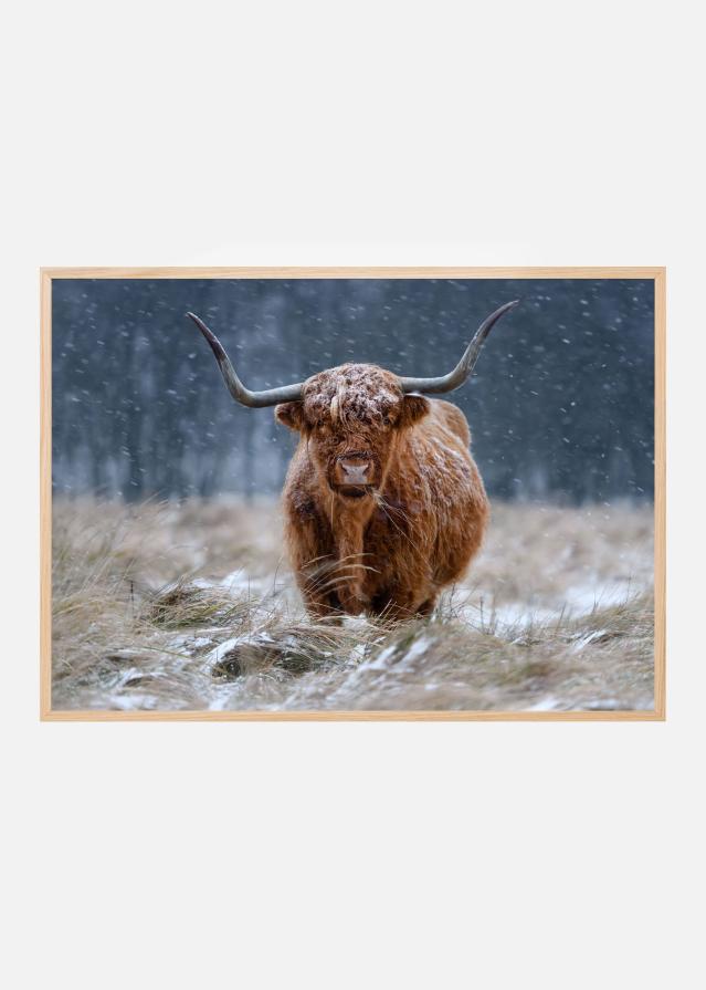 Snowy Highland cow Plagát