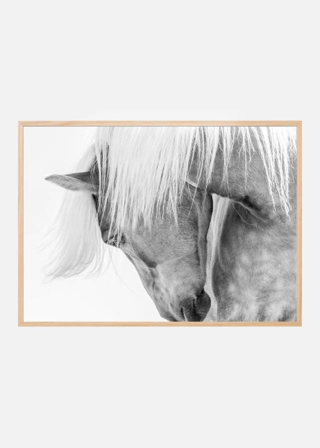 Halflinger Portrait Plagát