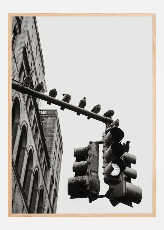 New York City Doves Plagát