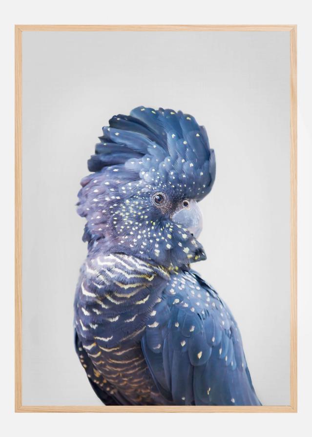 Black Cockatoo Plagát