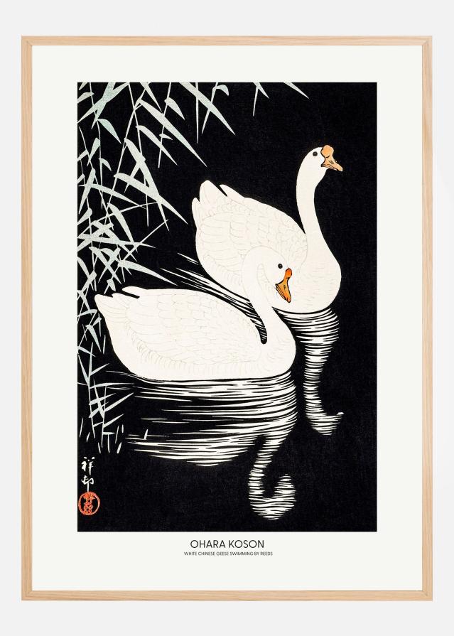 White Chinese Geese Swimming by Reeds Plagát