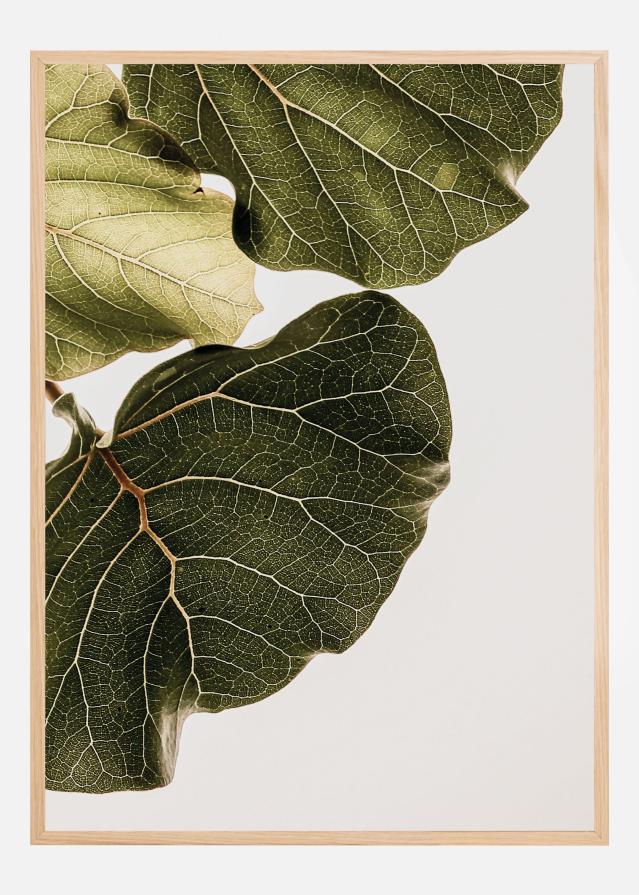 Abutifolia No1 Plagát