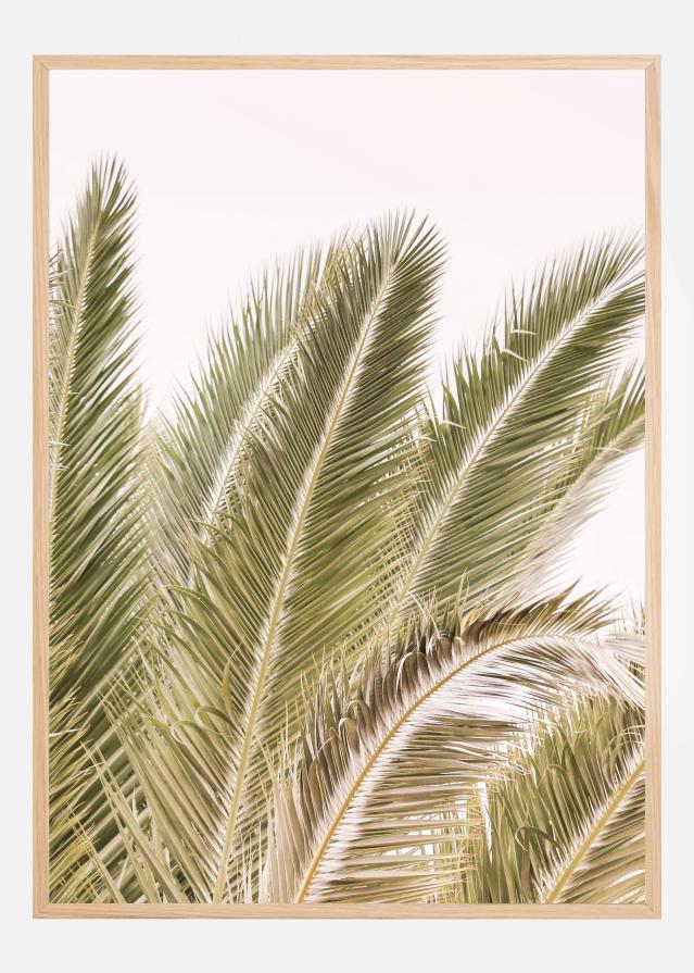 Oasis Palm 01 Oa 01 Plagát