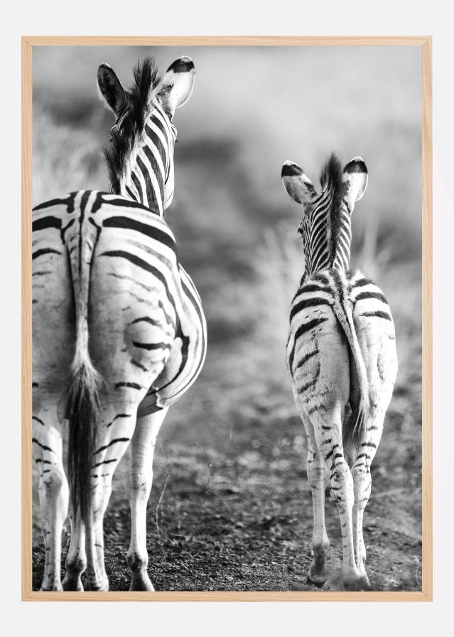 Striped Horse Back Side Plagát