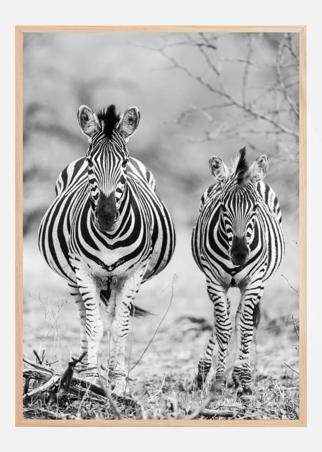 Striped Horse Front On Plagát