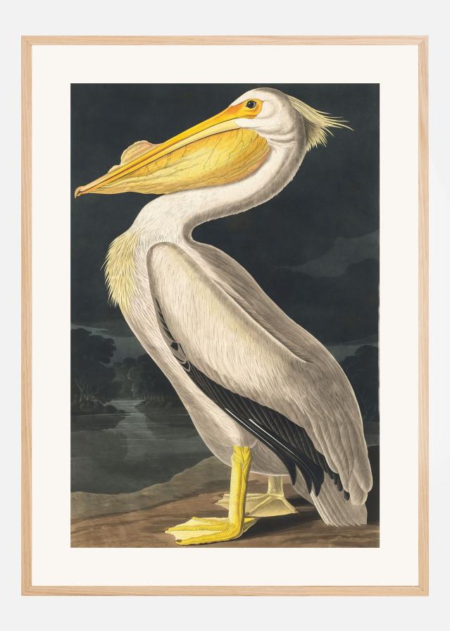 American White Pelican From Birds of America (1827) Plagát