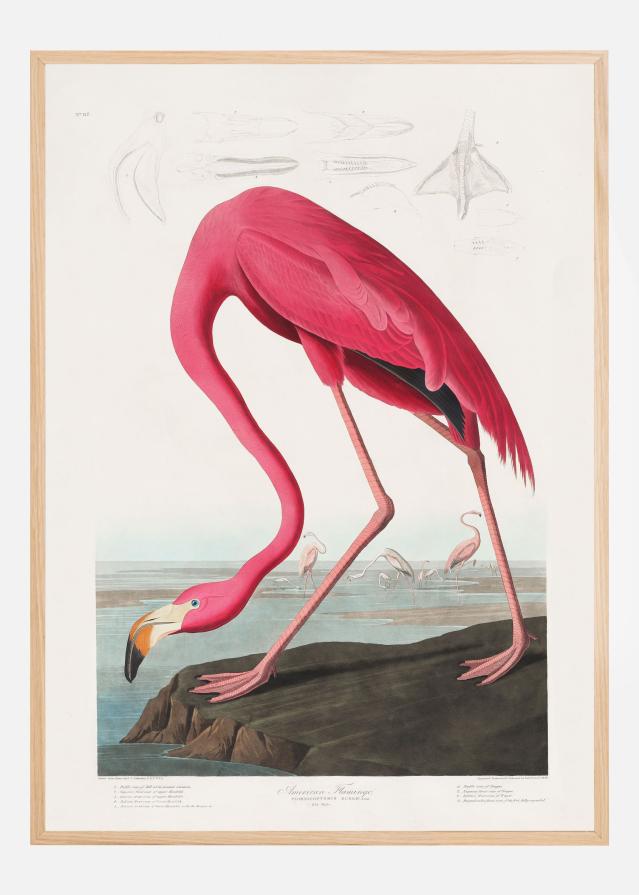 Pink Flamingo From Birds of America (1827) Plagát