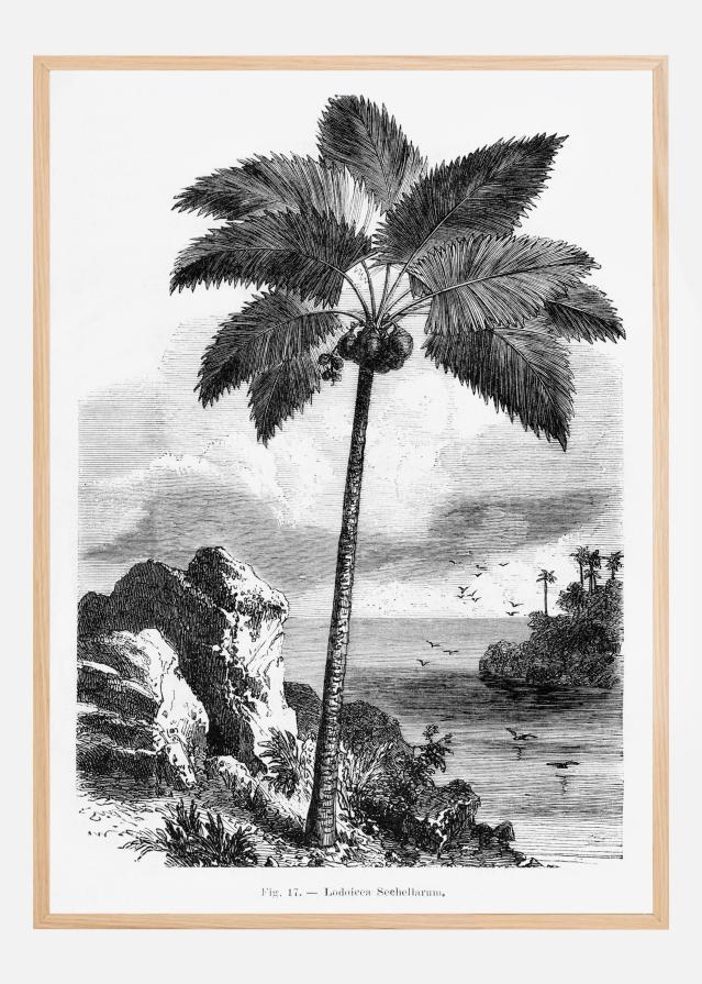 Vintage Palm Tree Drawing I Plagát