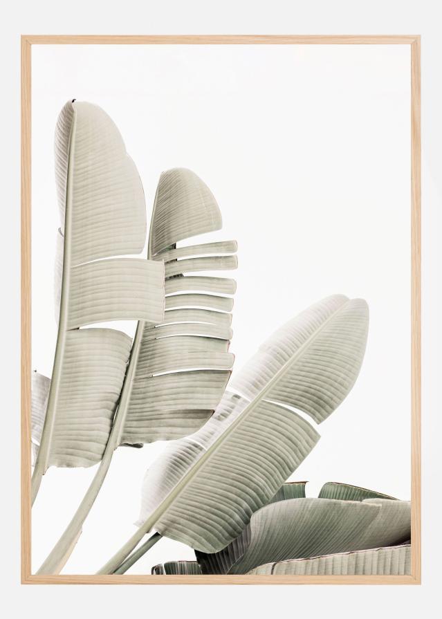 Banana leaf 2 Plagát