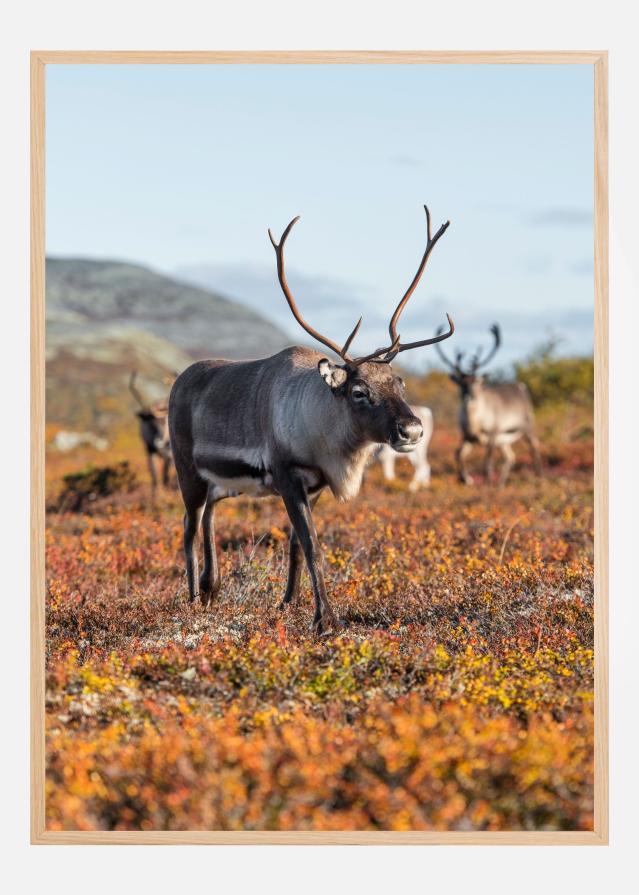 Autumn majesty Plagát