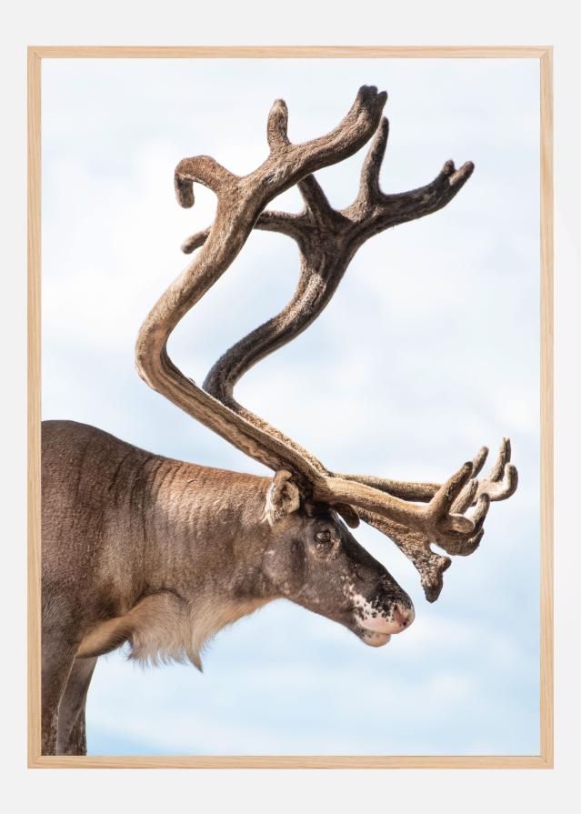 Majesty of the north Plagát