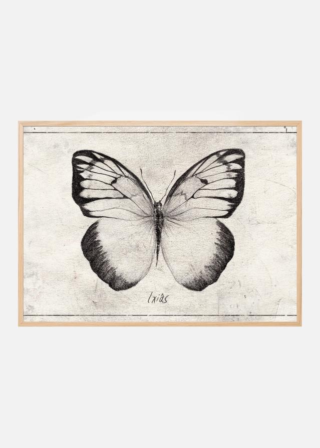 Sketch Of A Butterfly Plagát
