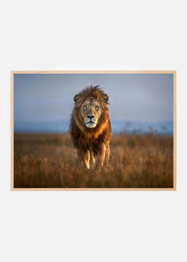 Lion Close Up Plagát