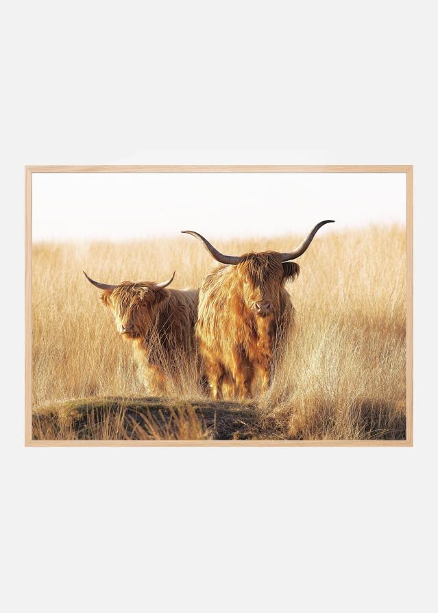 Young and old Highlander Plagát