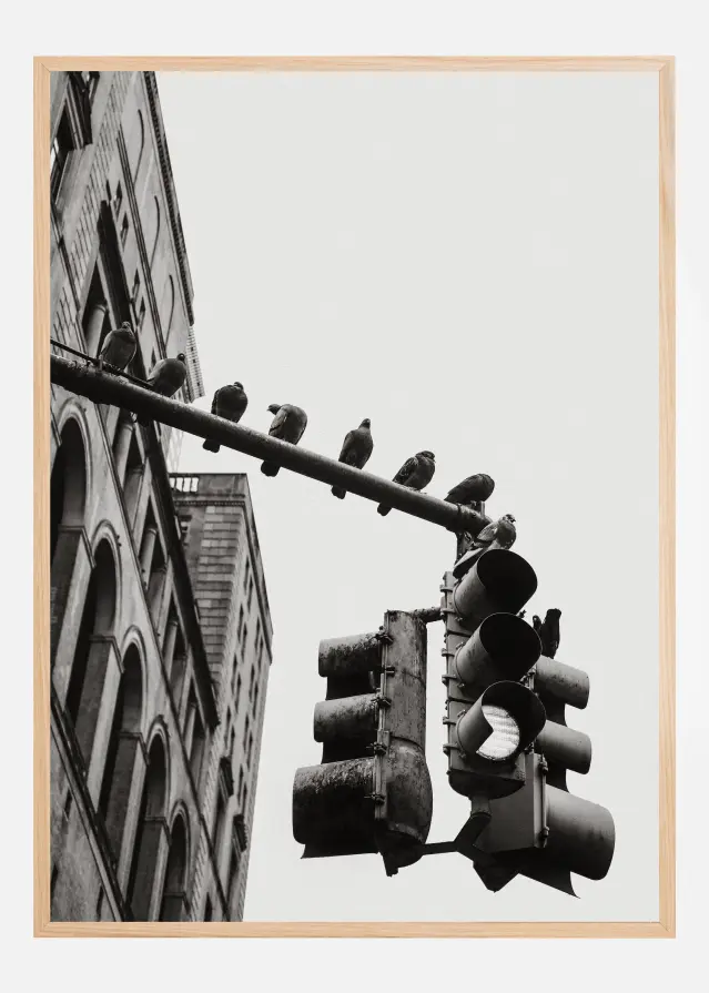 New York City Doves Plagát