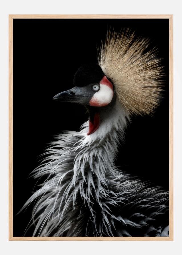 Crowned cranes portrait Plagát