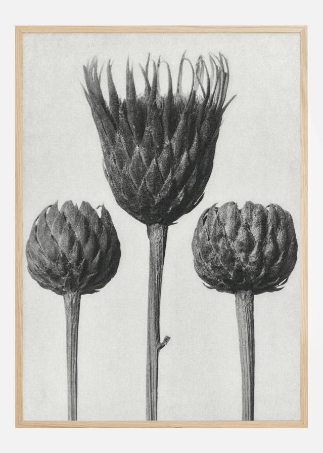 Grey Flower IV Plagát