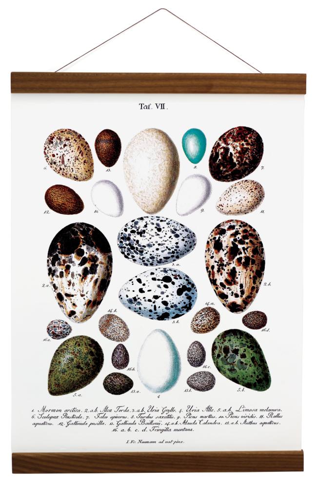 Plagátové lišty Orech - 100 cm