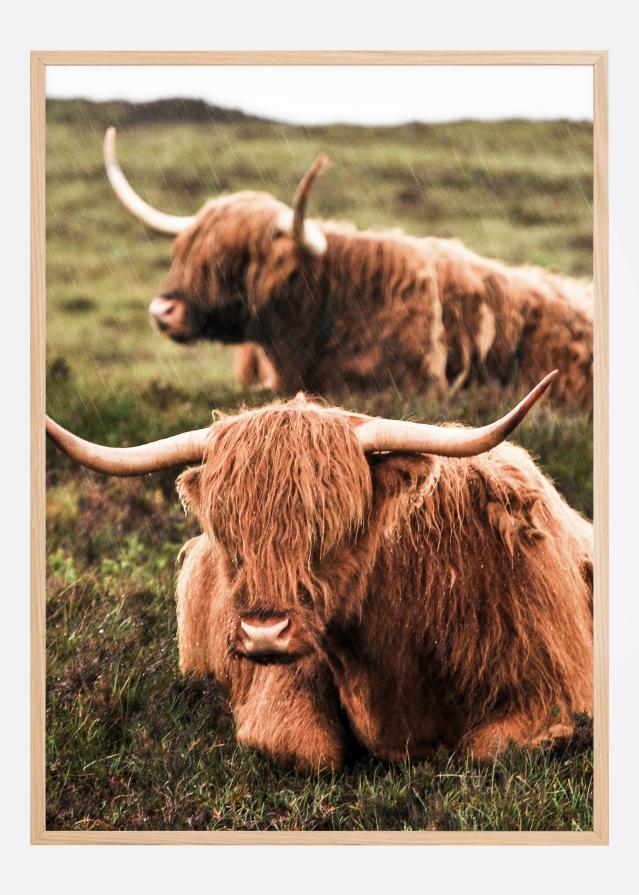 Highland Cattle Plagát