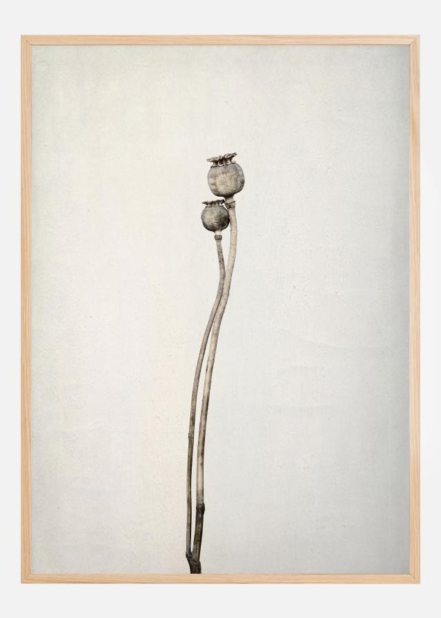 Two Old Poppies Plagát