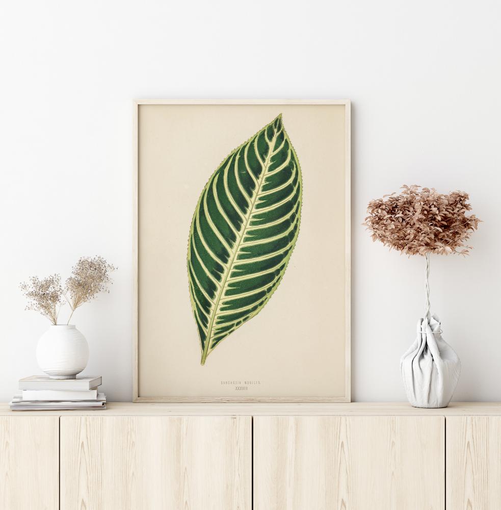 Diefenbachia Plagát