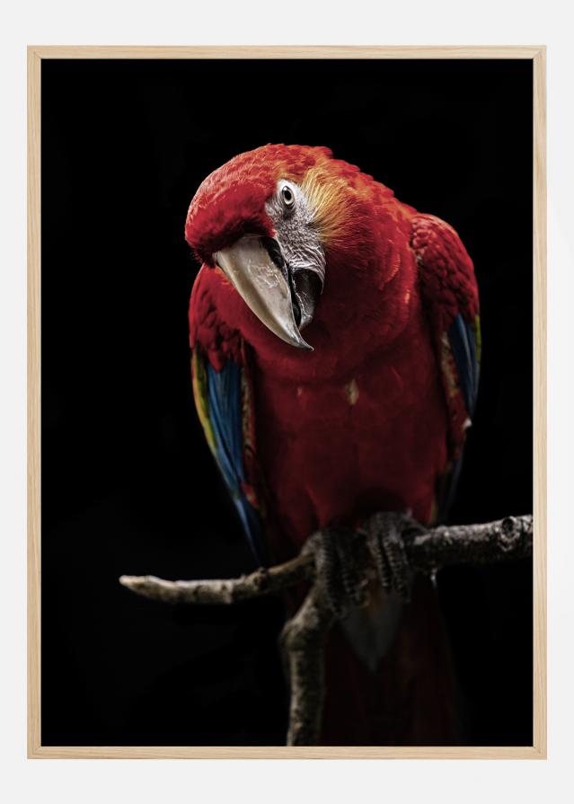 Portrait of Scarlet Macaw Plagát