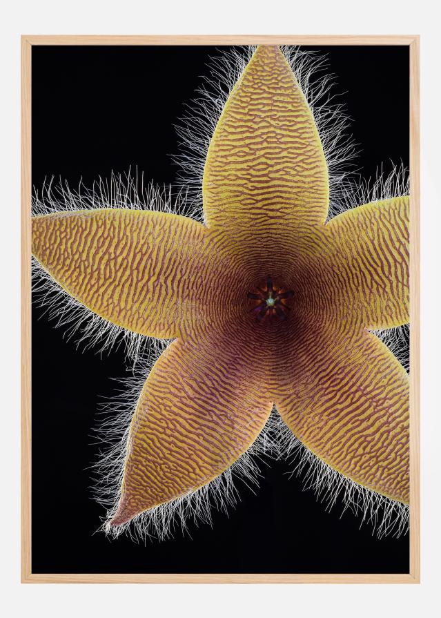 Stapelia grandiflora Plagát