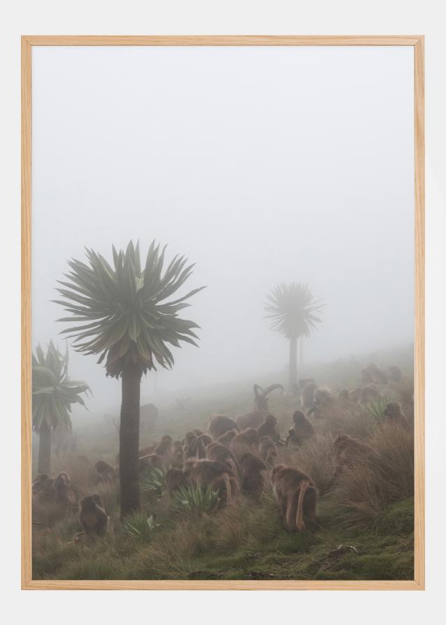 Walia Ibex Into A Gelada Troop Plagát