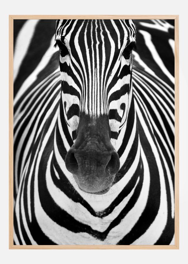 Zebra Plagát