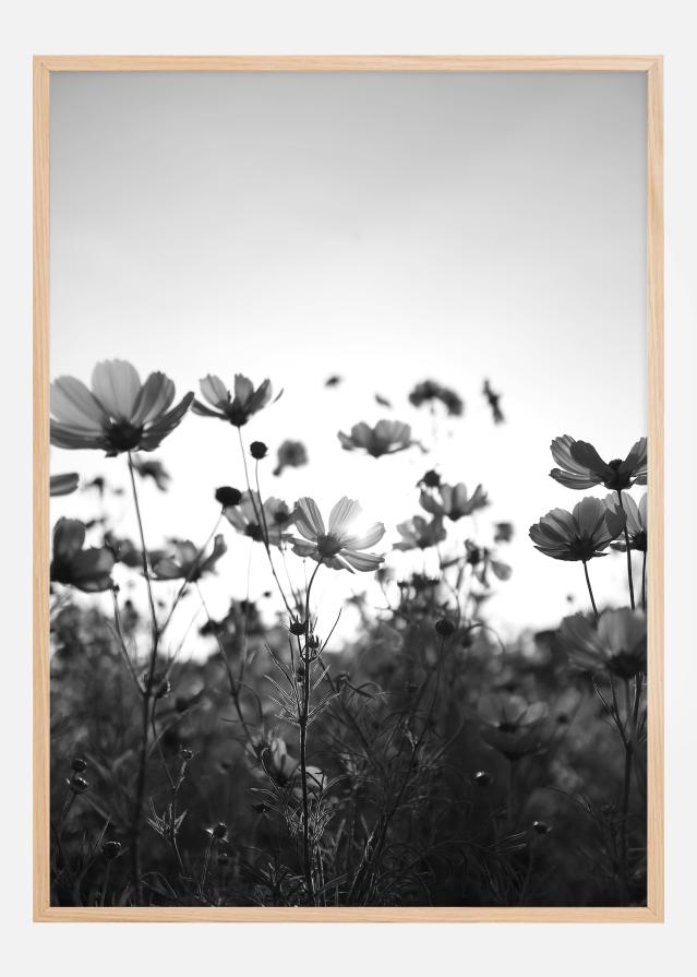 Black and white field with flowers Plagát