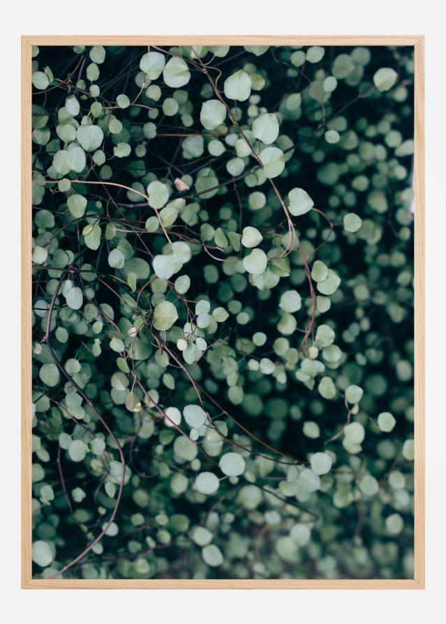 Muehlenbeckia Plagát