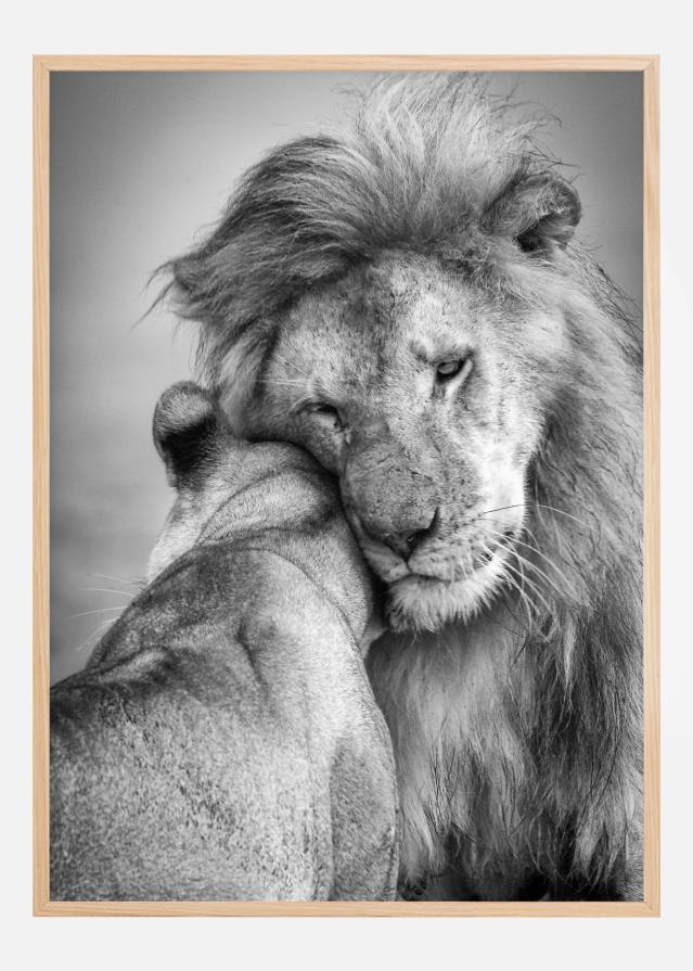 African Love! Plagát